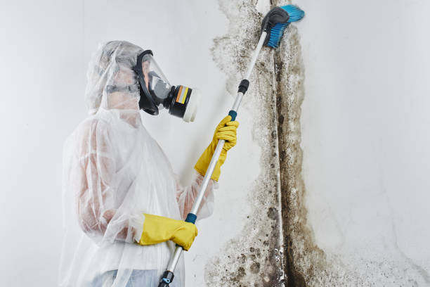 Best Mold Remediation  in Clintondale, NY