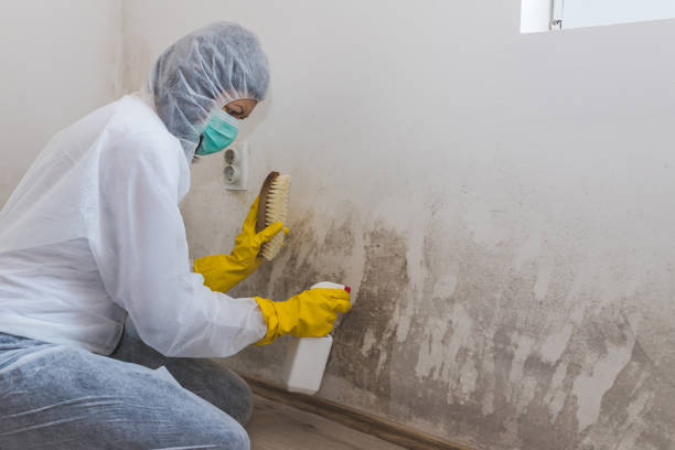 Best Emergency Mold Removal  in Clintondale, NY