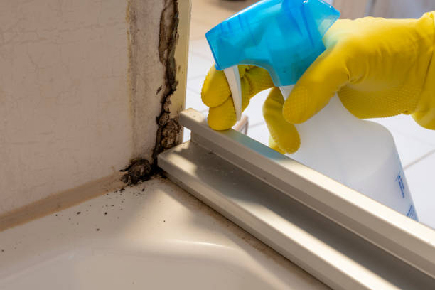 Best Certified Mold Removal  in Clintondale, NY