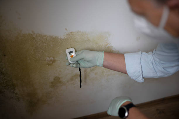 Best Certified Mold Removal  in Clintondale, NY
