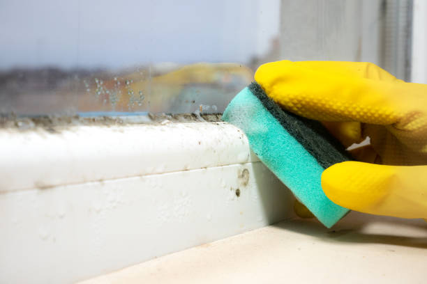 Crawl Space Mold Removal in Clintondale, NY
