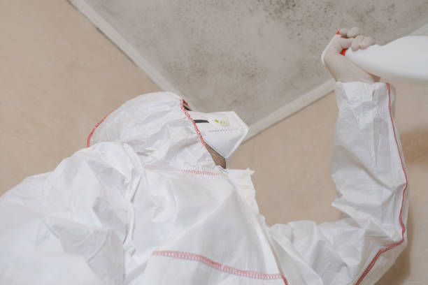 Best Home Mold Removal  in Clintondale, NY