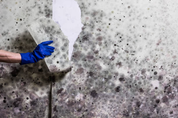 Best Crawl Space Mold Removal  in Clintondale, NY