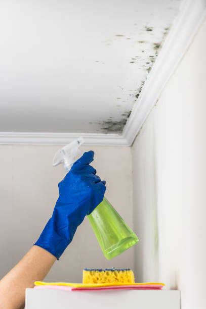 Best Black Mold Removal  in Clintondale, NY